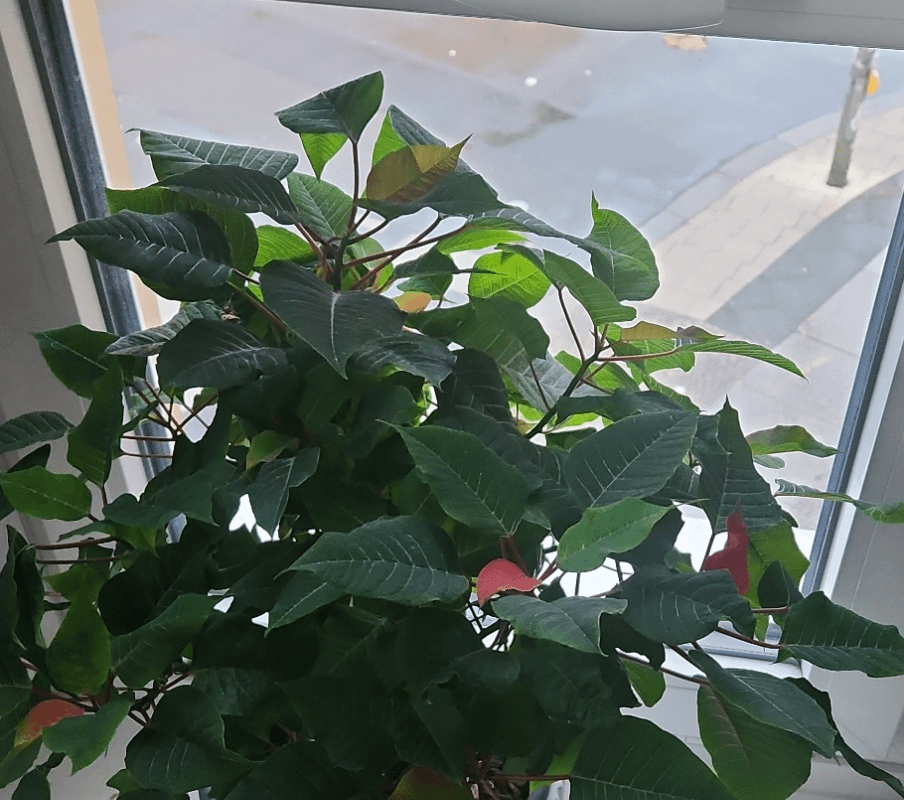 My wife managed to keep alive the Christmas flower all year long. The leaves are starting to become red now.