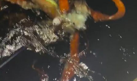 New rare footage of a live giant squid, caught feeding on diamondback squid