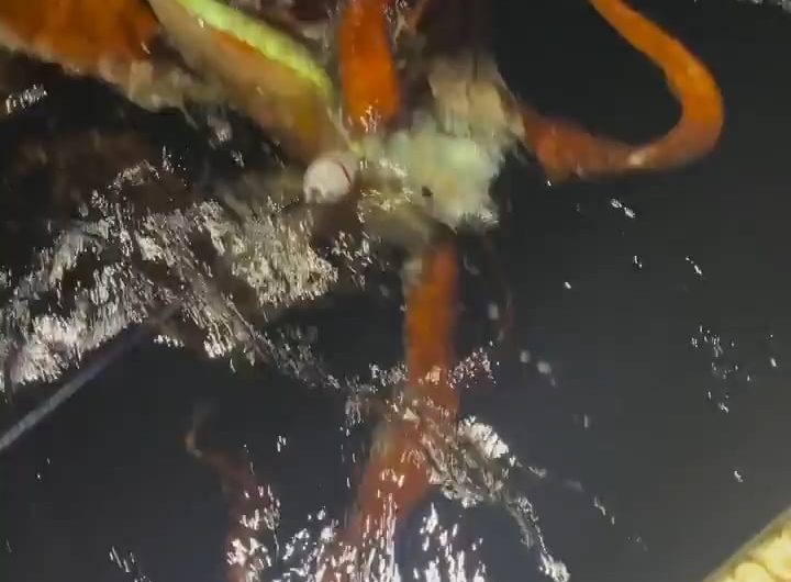 New rare footage of a live giant squid, caught feeding on diamondback squid