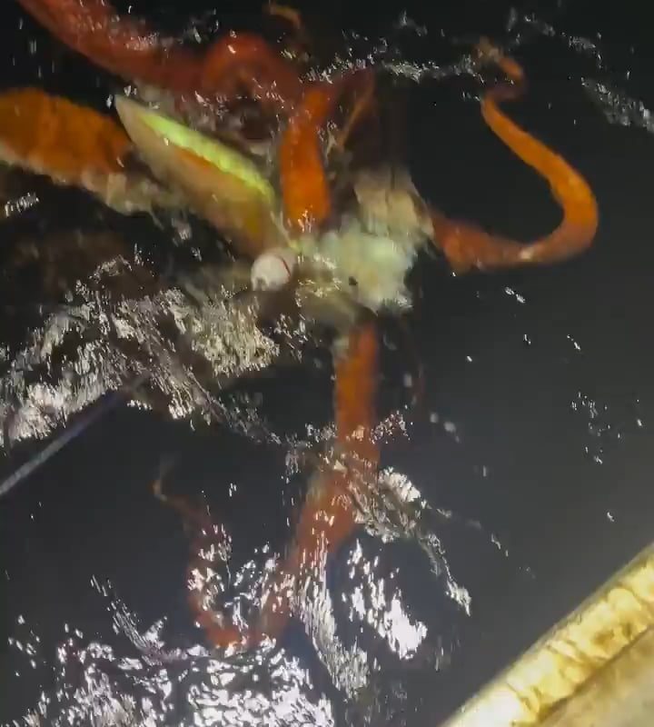 New rare footage of a live giant squid, caught feeding on diamondback squid