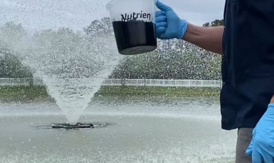Non-toxic dye thrown into fountain to kill diatoms