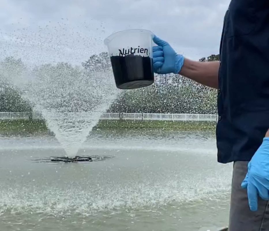 Non-toxic dye thrown into fountain to kill diatoms