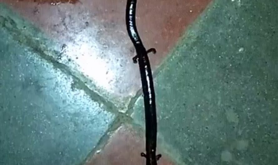 Oedipina gephyra, worm salamander. They are rare and critically endangered.