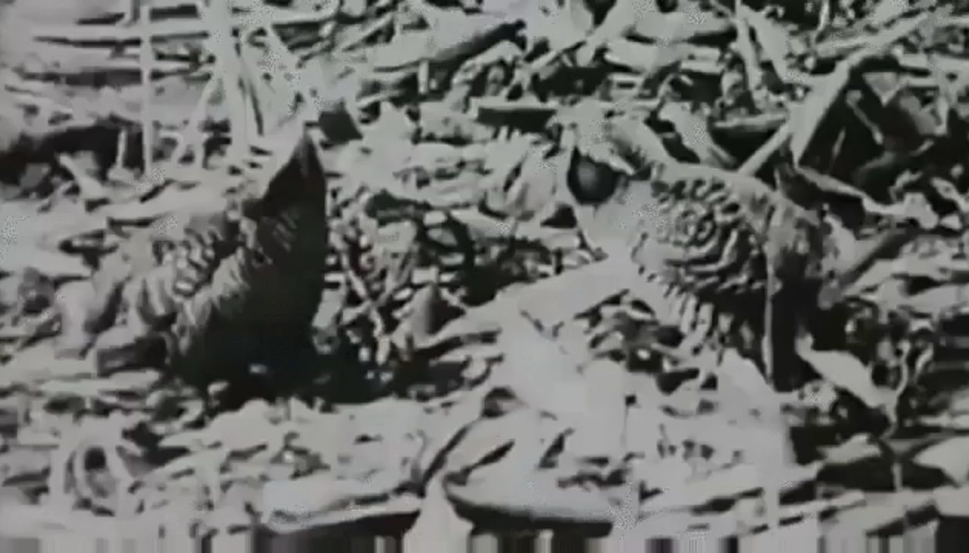 Of all the species that have gone extinct, humans possess film footage of a precious few