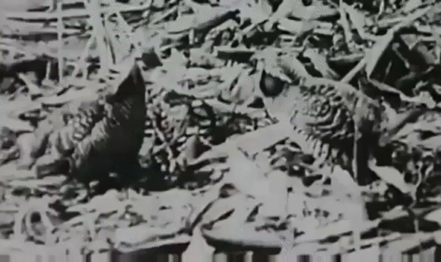 Of all the species that have gone extinct, humans possess film footage of a precious few