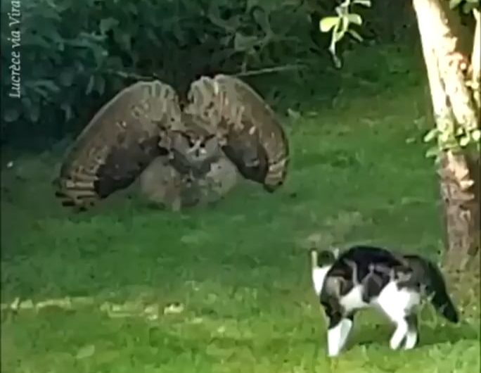 Owl warning a cat to keep away