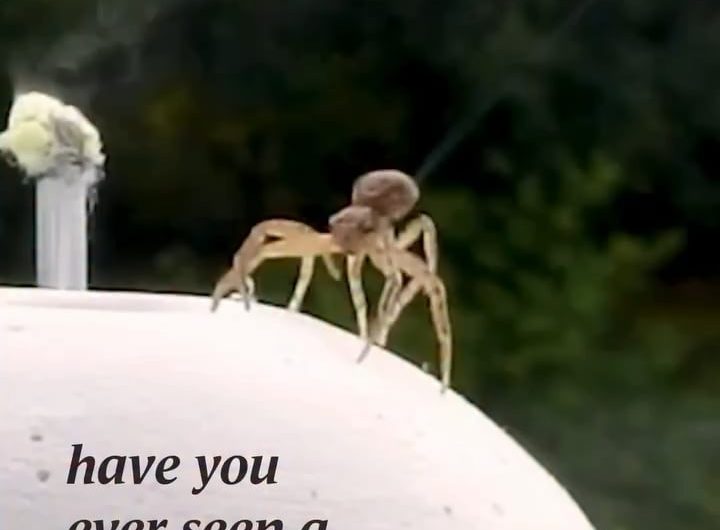 Parasailing Spiders a