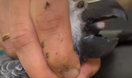 Parrot having a rhinolith removed