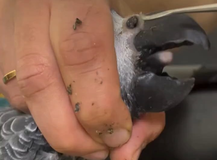 Parrot having a rhinolith removed