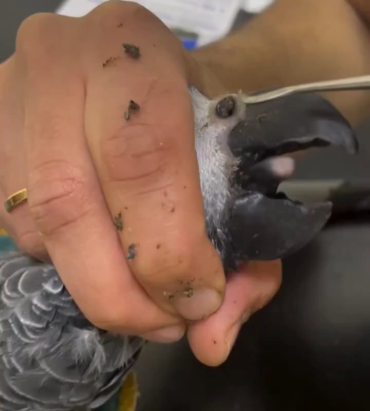 Parrot having a rhinolith removed