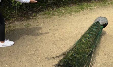 Peacock thanks a lady after she feedes him but opening the wings.