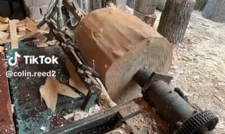 Peeling a log Im entranced