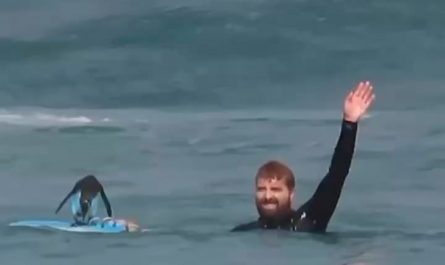Penguin taking a break on the surfers Board