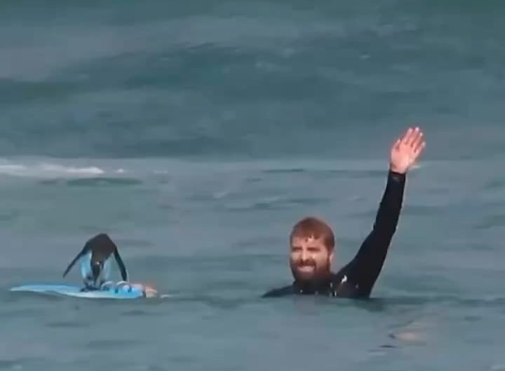 Penguin taking a break on the surfers Board