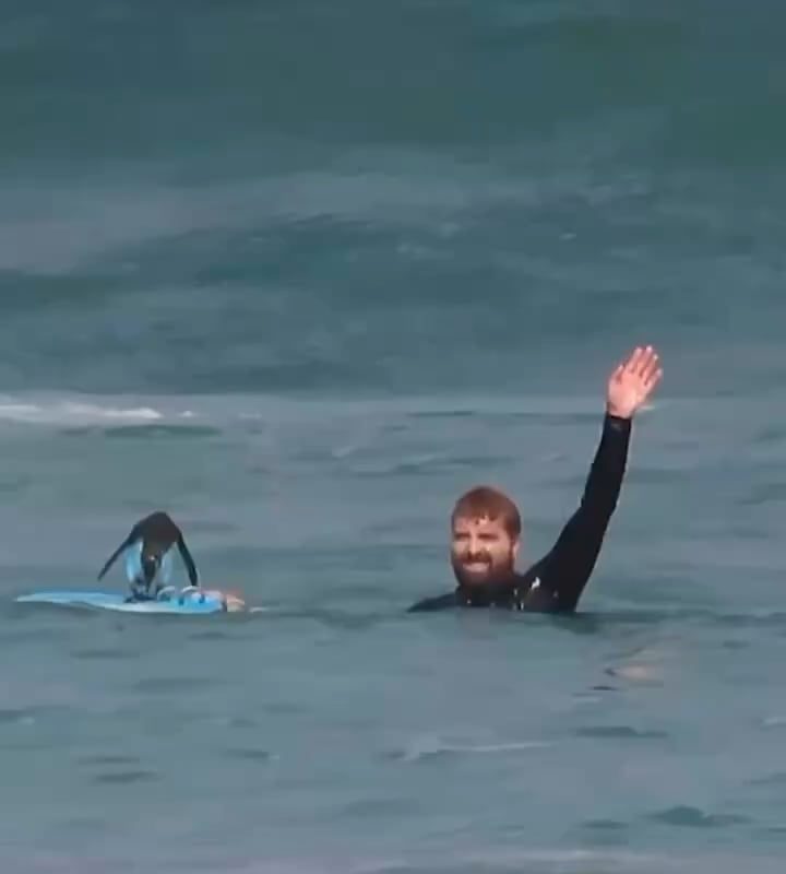 Penguin taking a break on the surfers Board