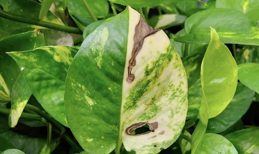 Perfectly divided leaf