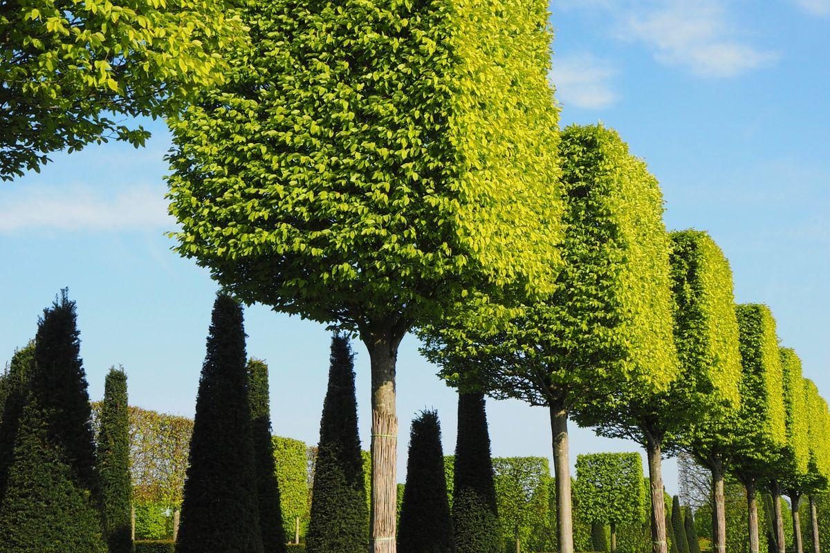 Perfectly pruned into geometric forms