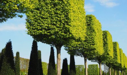 Perfectly pruned into geometric forms