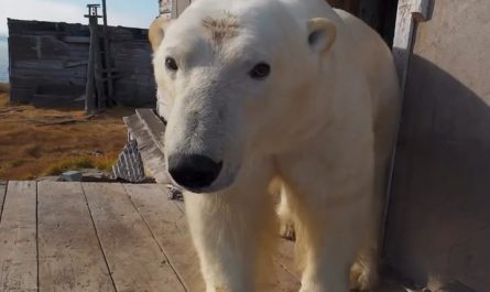 Polar bears found living together in an abandoned weather station