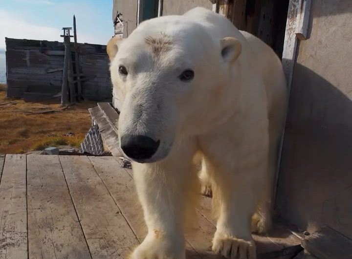 Polar bears found living together in an abandoned weather station