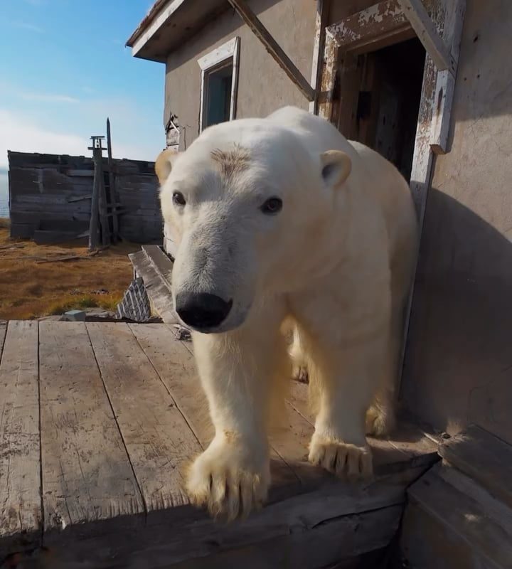 Polar bears found living together in an abandoned weather station