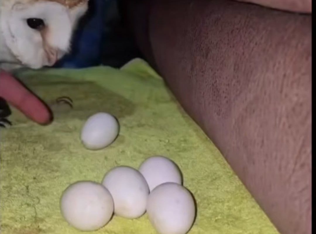 Princess owl tucking eggs