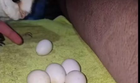 Princess owl tucking eggs