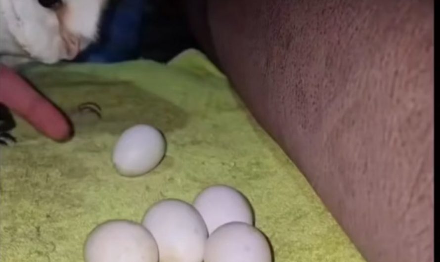 Princess owl tucking eggs