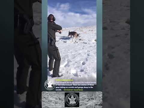 Ranger saves to antler locked bucks with shotgun