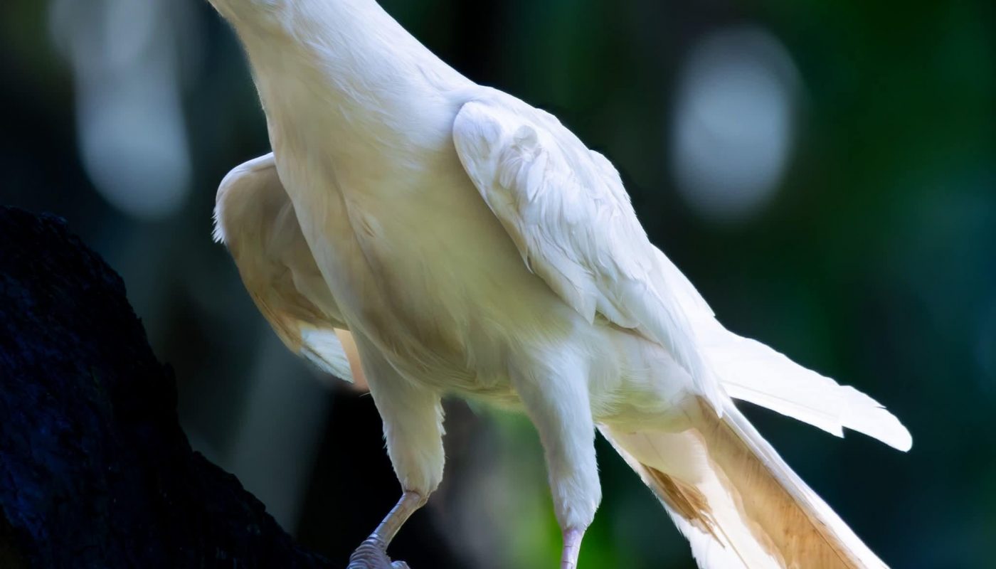 Rare white crow spotted in Misamis Oriental, Philippines draws attention from wildlife photographers