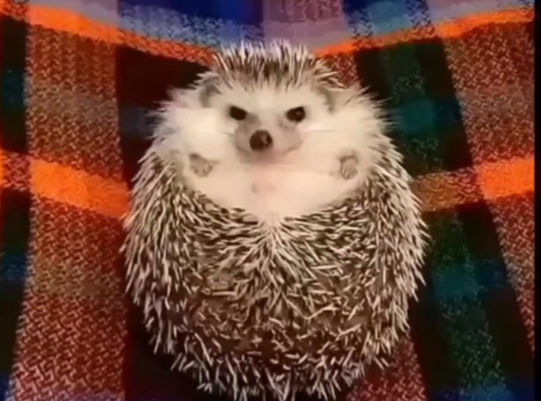 Reaction of a angry hedgehog to an apple piece