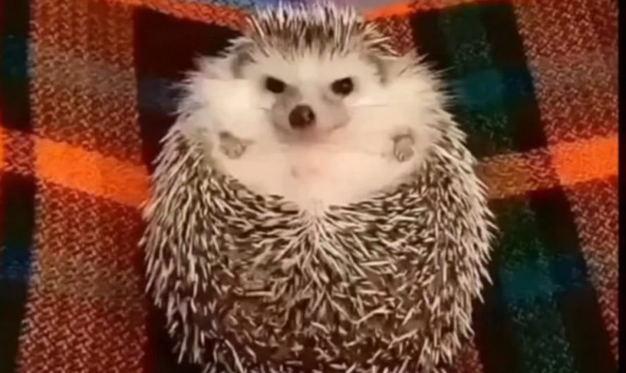 Reaction of a angry hedgehog to an apple piece
