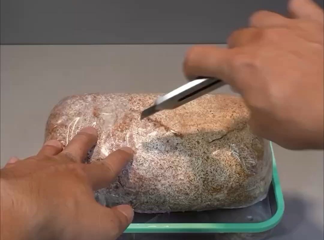 Reishi mushroom growing timelapse