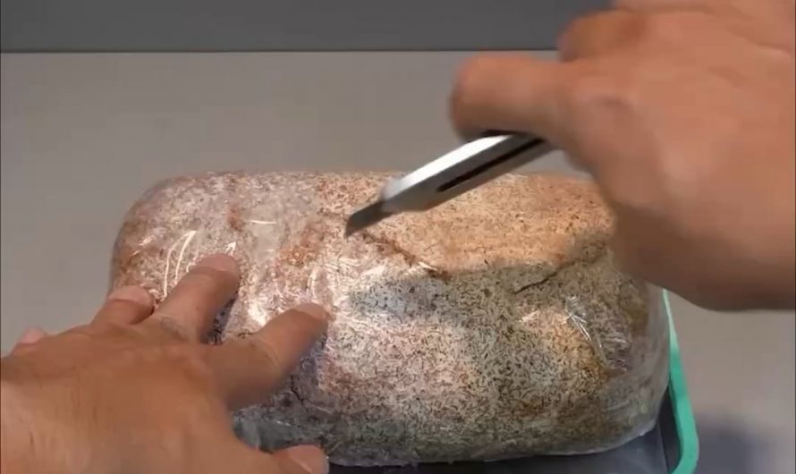 Reishi mushroom growing timelapse