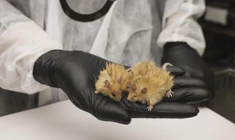 Researchers have successfully engineered a mouse expressing key genetic traits of the woolly mammoth.