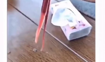 Ribbon Worm’s Secret Attack 😱🪱