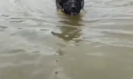 Saving dog from Wild Kangaroo!