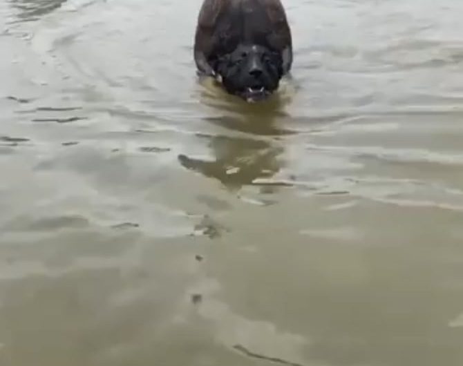 Saving dog from Wild Kangaroo!