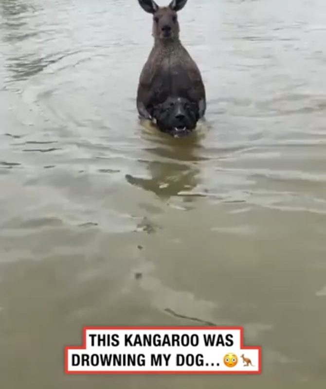 Saving dog from Wild Kangaroo!