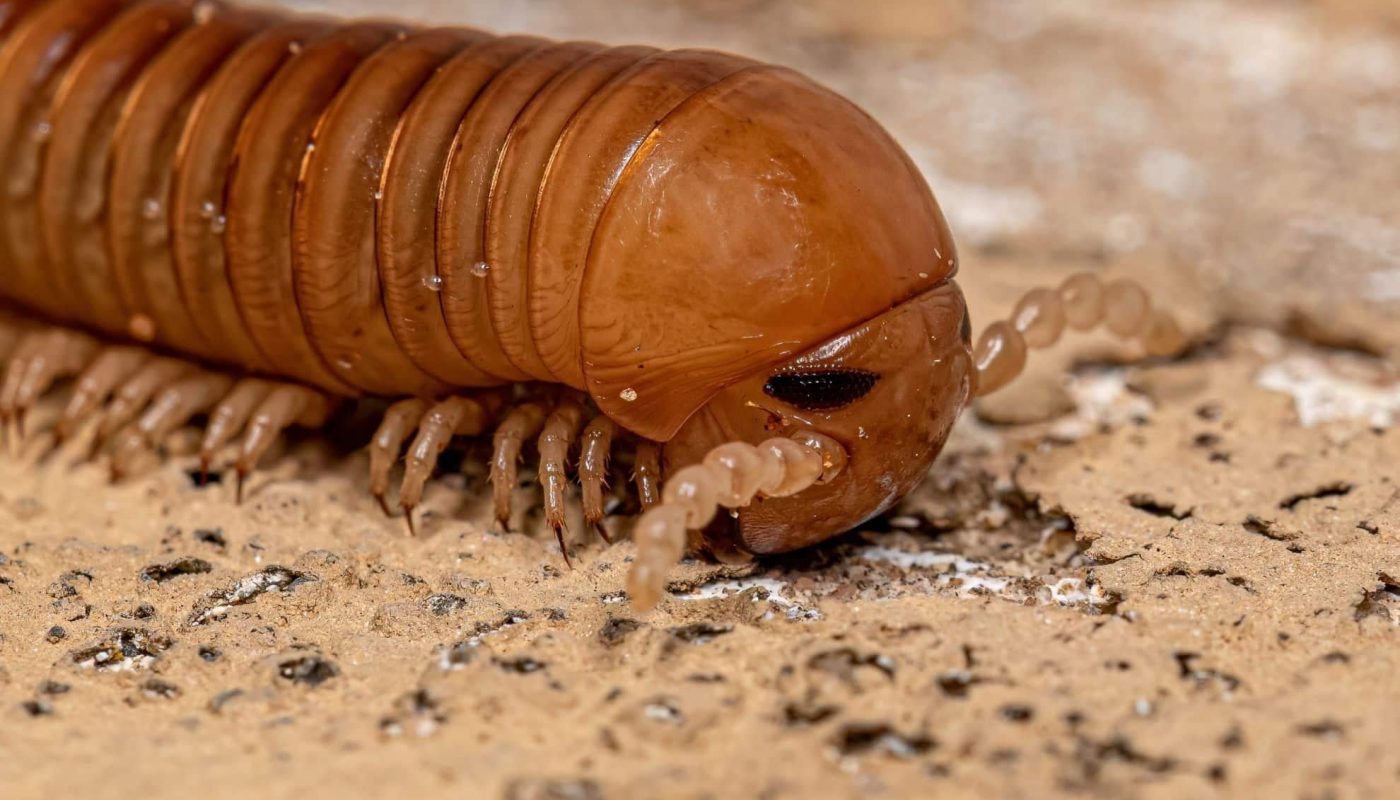 Scientists Unearth Fossil of Car-Sized Millipede That Roamed Earth 326 Million Years Ago
