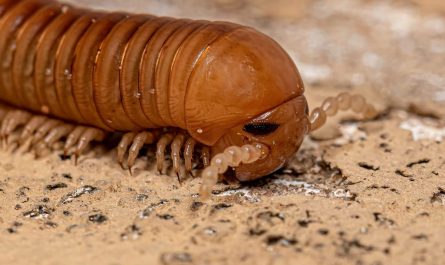 Scientists Unearth Fossil of Car-Sized Millipede That Roamed Earth 326 Million Years Ago