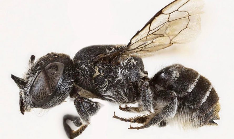 Scientists discover a Bee with devil horns and name it Lucifer