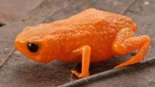 Scientists discover new tiny frog species