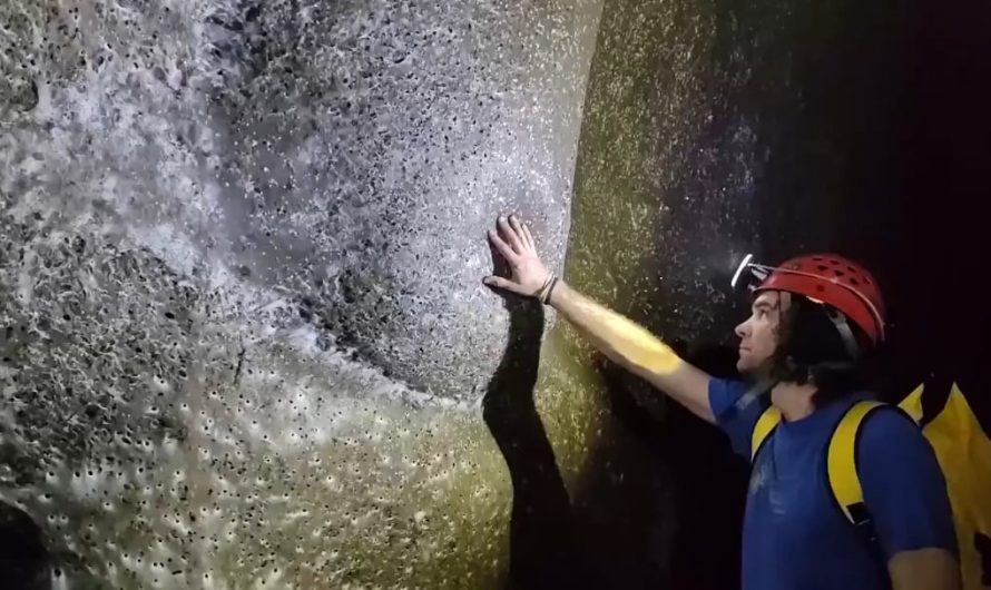 Scientists discovered the world’s largest spiderweb, covering 106 m² in a sulfur cave on the Albania-Greece border. Over 111,000 spiders from two normally rival species live together in a unique, self-sustaining ecosystem—a first of its kind.