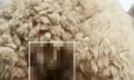 Sheep poop spitting festival, Ireland