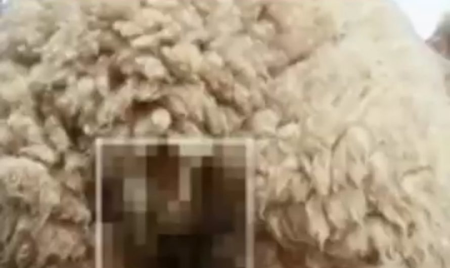 Sheep poop spitting festival, Ireland