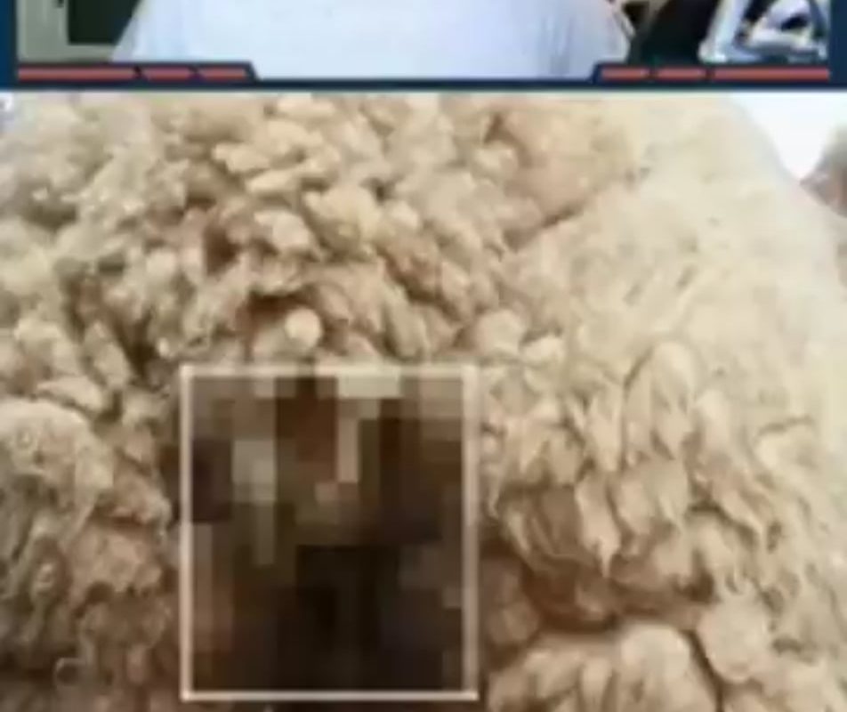 Sheep poop spitting festival, Ireland