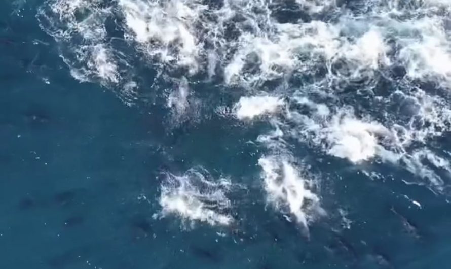 Shoal of thousands of bluefin tuna feeding off the UK coast. Credit: @tunagear.co.uk