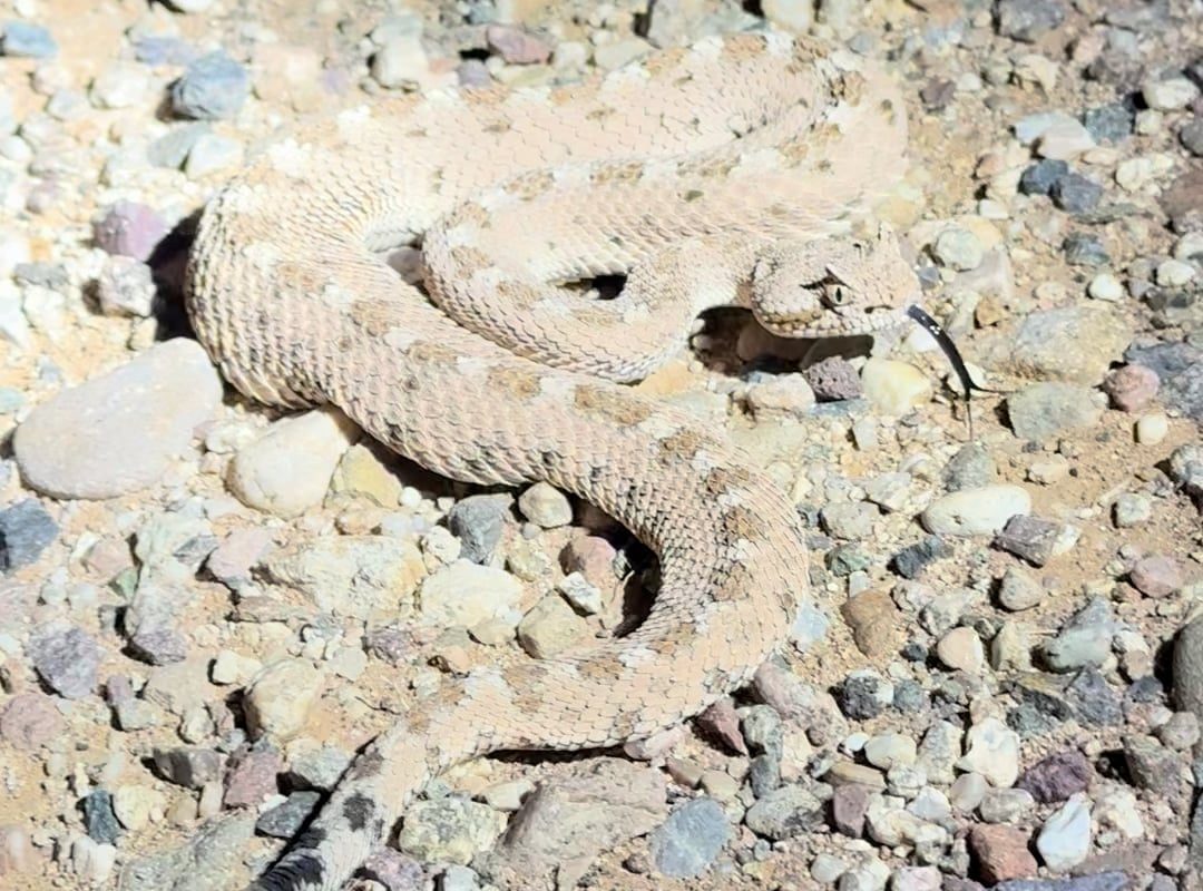 Sidewinders ARE Rattlesnakes (in the Western Hemisphere anyway)