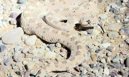 Sidewinders ARE Rattlesnakes (in the Western Hemisphere anyway)